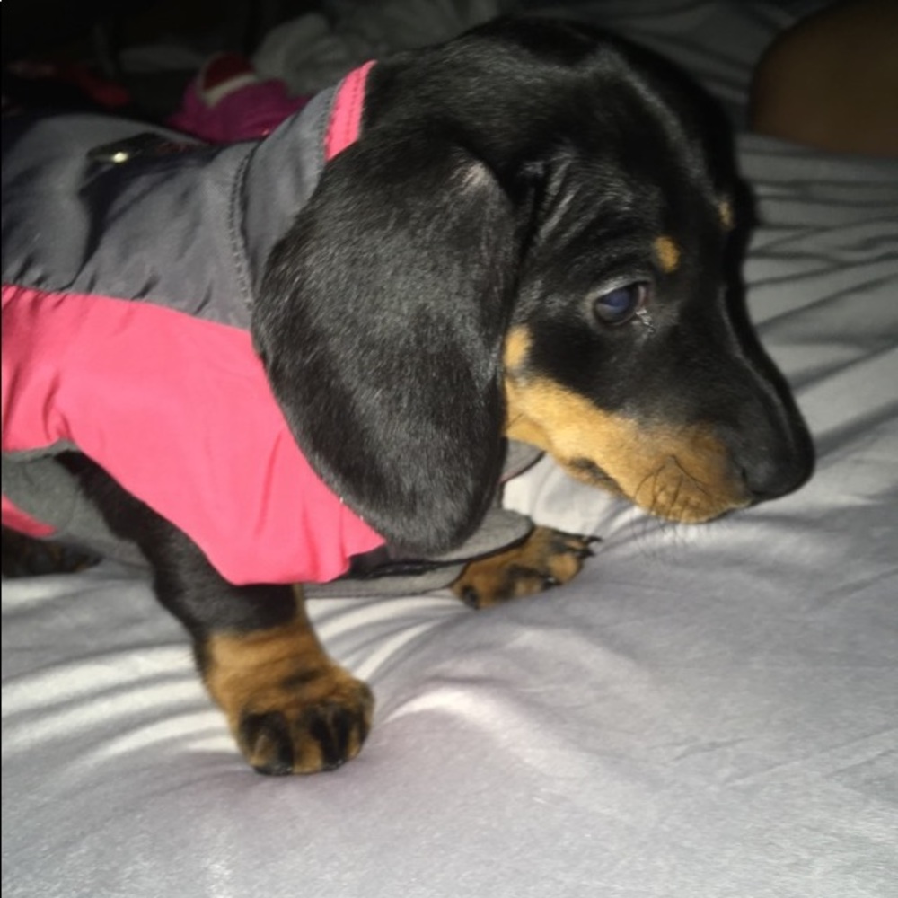 Meet your Posher, Jax